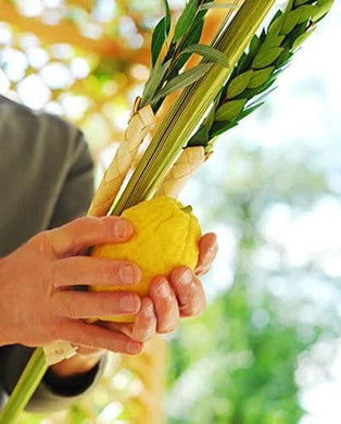 KOSHER LULAV AND ETROG | Complete Arba Minim Set