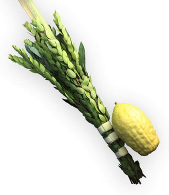 Etrog And Lulav Set